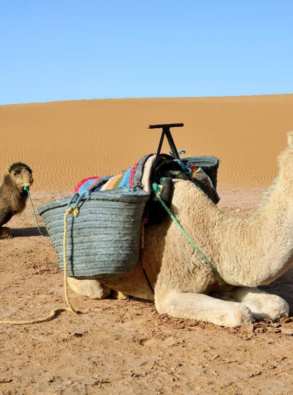 2 Days tour From Marrakech to Zagora Desert