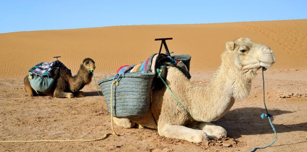 2 Days tour From Marrakech to Zagora Desert