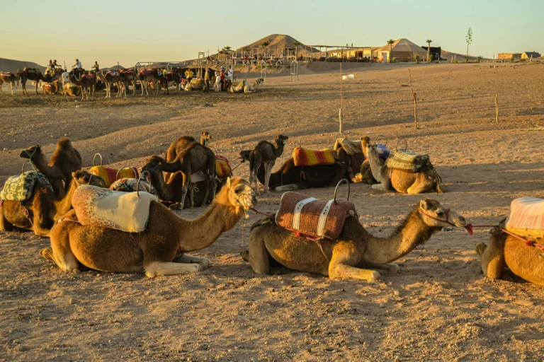 How Much Does It Cost to Travel in Morocco? Budget vs Luxury